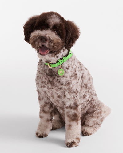 Pooch Medium Collar - Spiced Apple